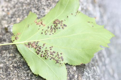 Eriophyes torminalis